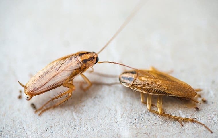 cockroaches in the home