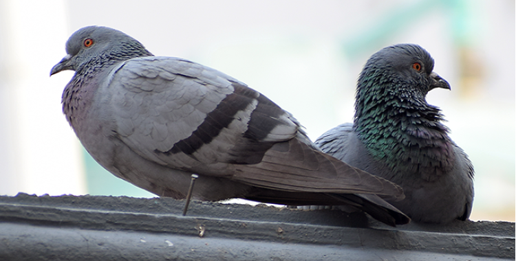 Pigeon Control in Tucson