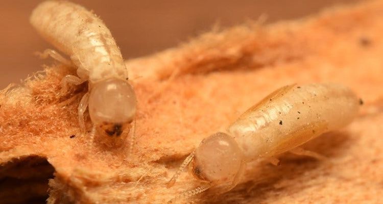 termite control tucson