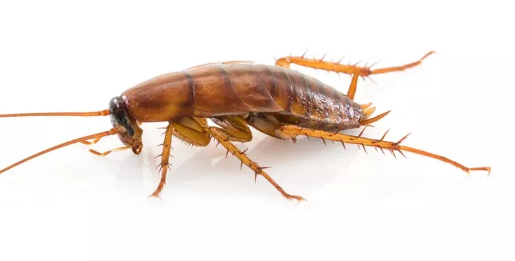 cockroach infestation tucson