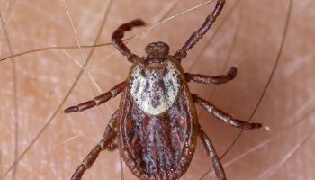 tick control in Tucson