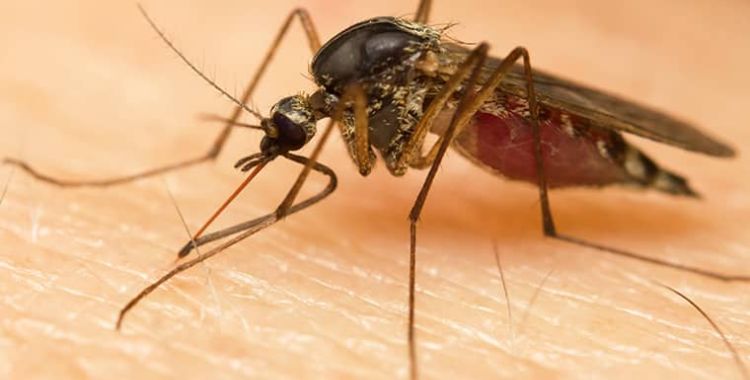 Mosquitoes control services in Tucson