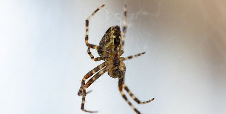 The Trick To Keeping Spiders Out Of Your Tucson Home