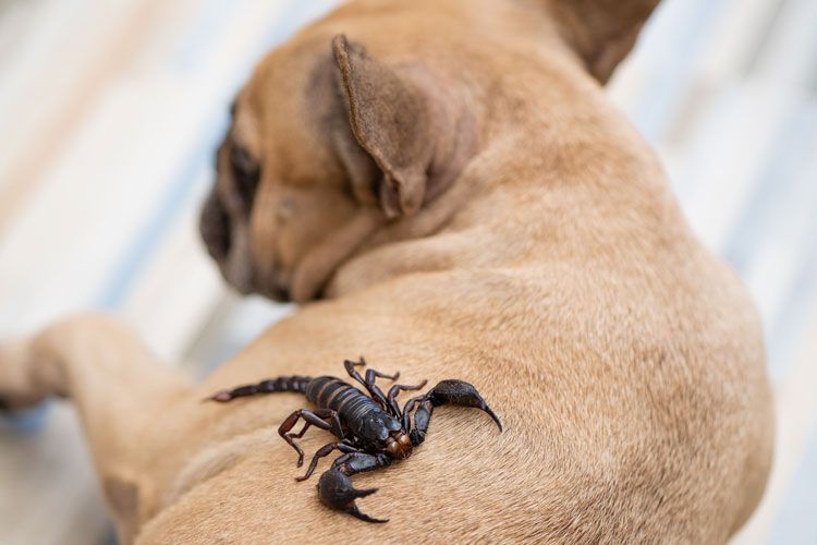 pet friendly pest control