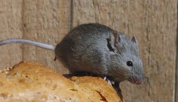 mice in Tucson homes
