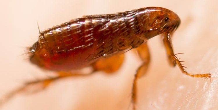 flea control in Tucson
