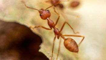 Ant control in Tucson