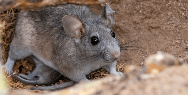 Rat Control in Tucson