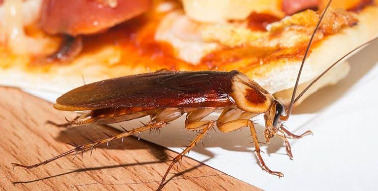 information on cockroaches in Tucson