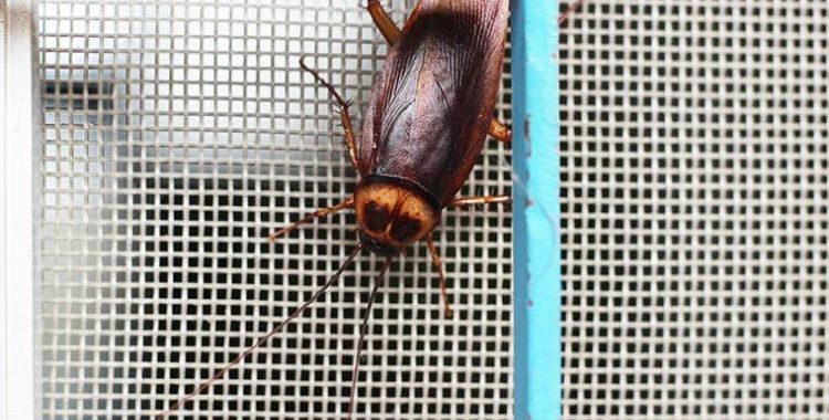 cockroaches control services in tucson