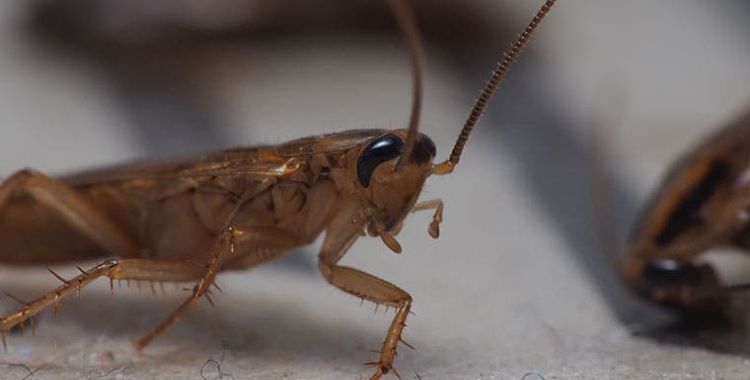 cockroach control in Tucson