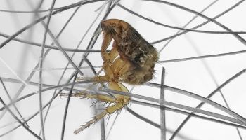 flea problem in Tucson