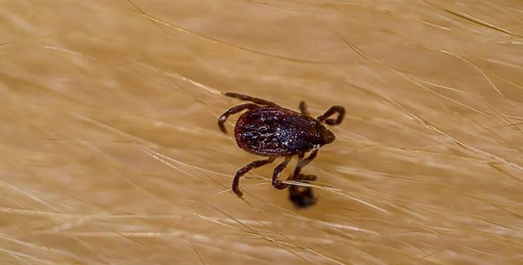 ticks in Tucson homes