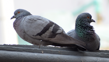 pigeons in Tucson