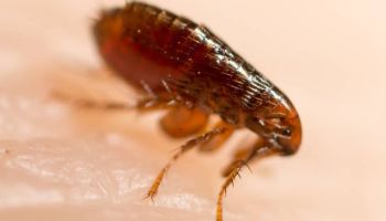 fleas in tucson homes