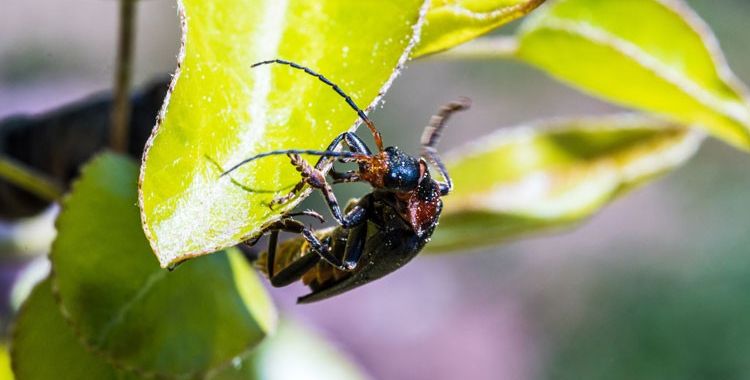 garden bugs and insects