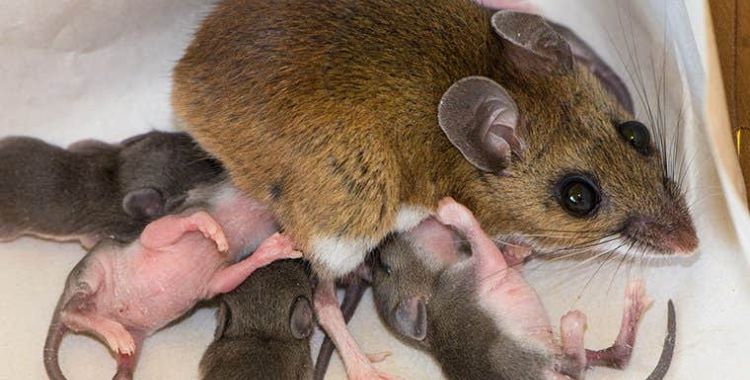rodent problems in tucson homes