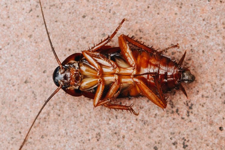 roaches