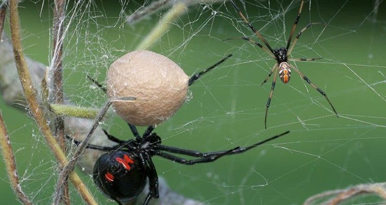 spiders in tucson