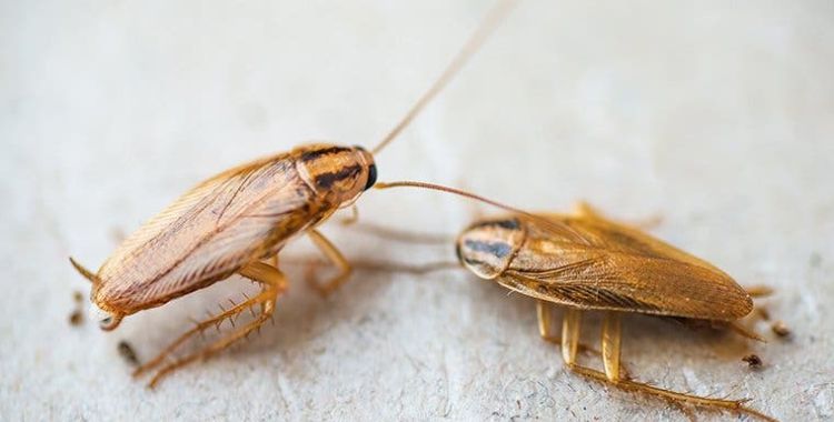 cockroaches in the home