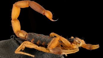 scorpions in your tucson home