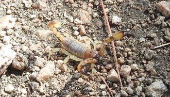 scorpion control in tucson