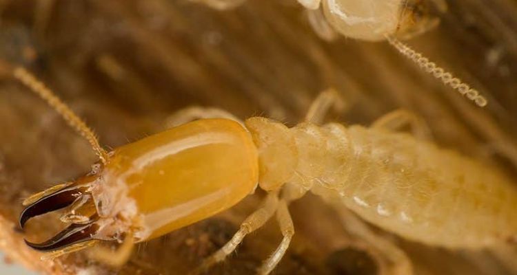 information about termites in Tucson