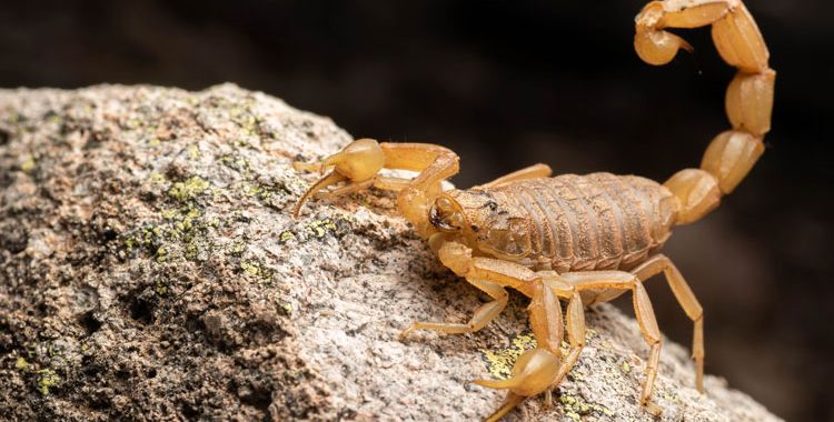 yellow scorpion common in tucson