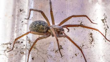 spider control in Tucson