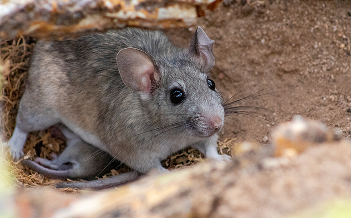 Pack Rat Control Tucson AZ Pest Friends pack-rat-control-tucson-az-pest-friends