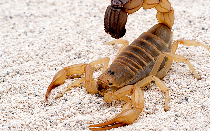Scorpions Inhabiting Florida  Trusted Scorpion Control For South