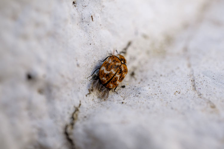 fleas in house