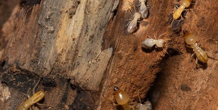 Termite problem in Tucson