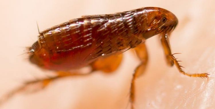flea control in Tucson