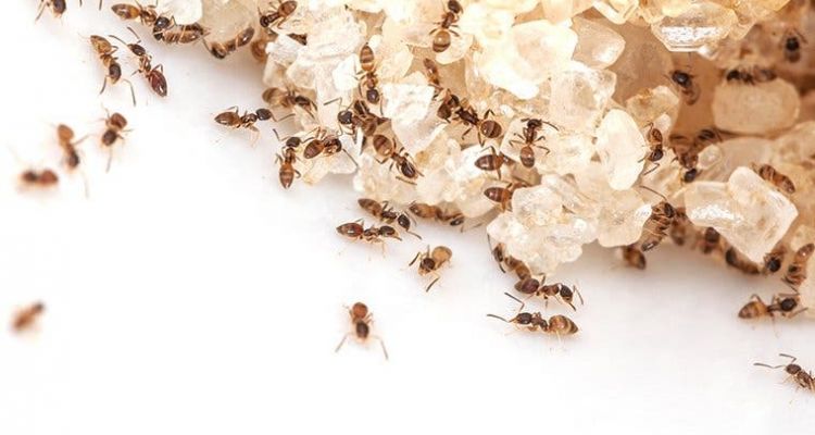 get rid of ants from your Tucson homes