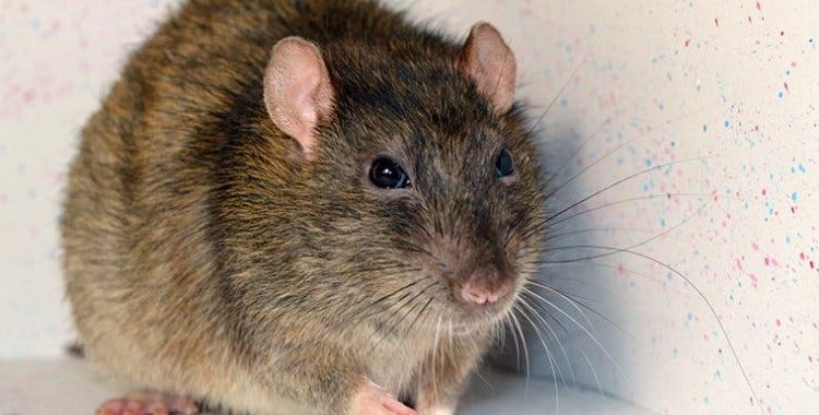rodent control in Tucson