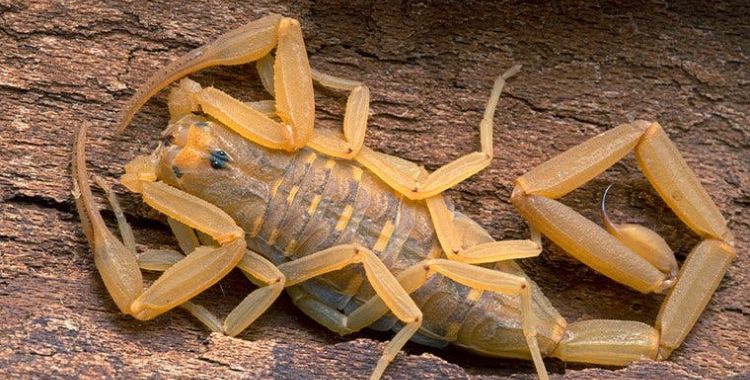 scorpions in arizona