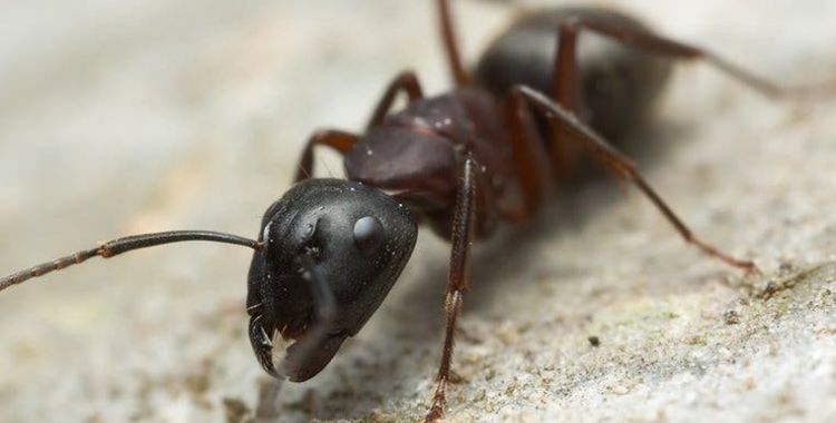 ant control in Tucson