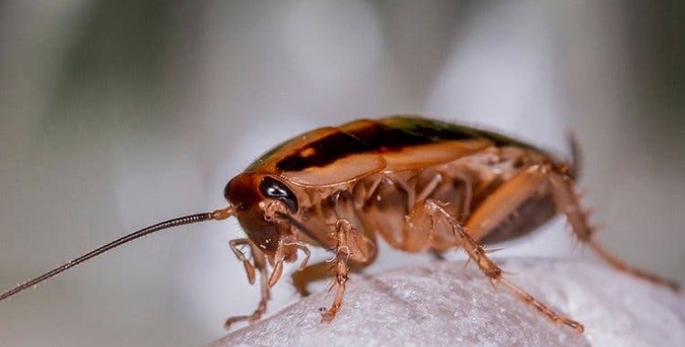 get rid of german cockroaches in Tucson