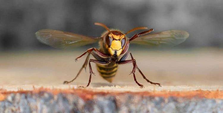 wasps in tucson yard