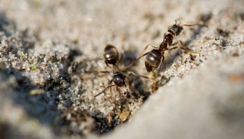 ant control
