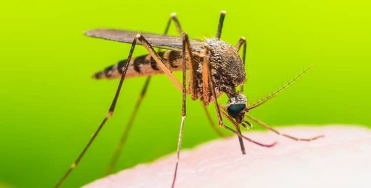 Mosquitoes control services in Tucson