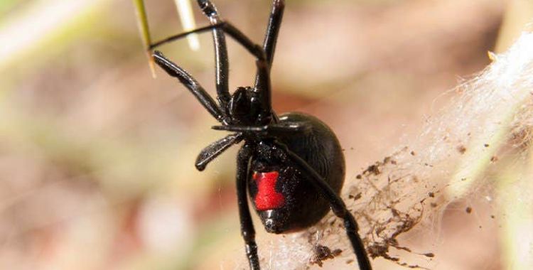 information on spiders in Tucson