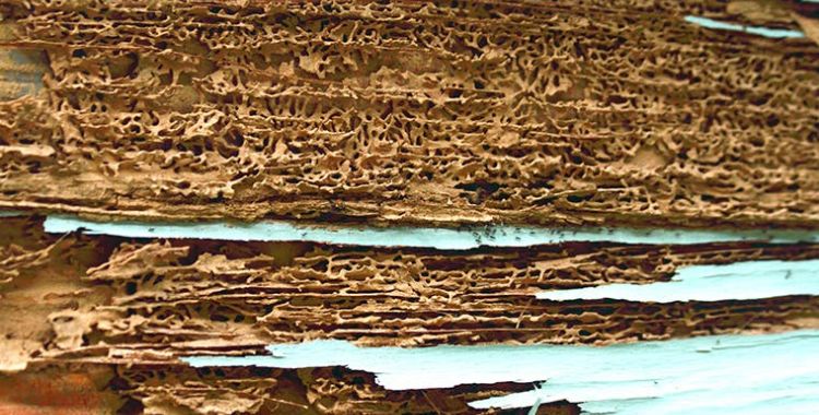 termite issues in tucson
