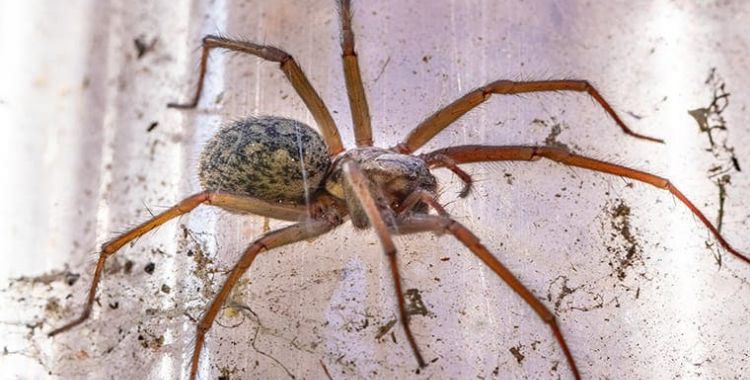 spider control in Tucson
