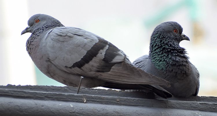 Pigeon Control in Tucson