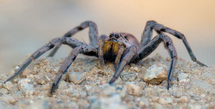Spider control in Tucson