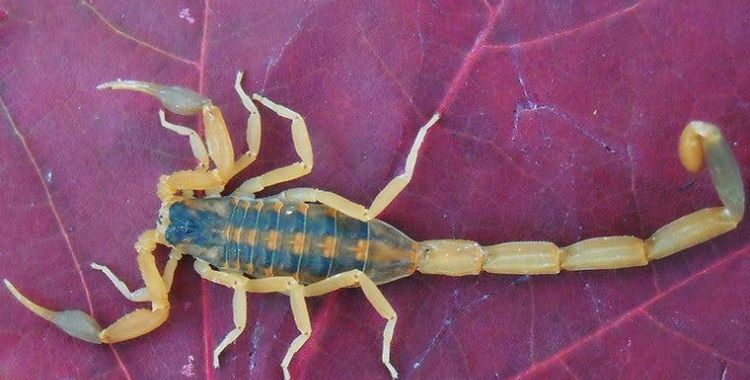 scorpions in Tucson property