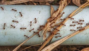 ants pest control