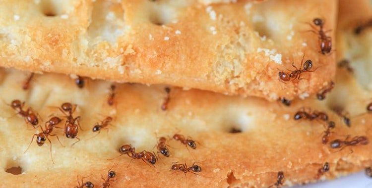 ants in tucson homes